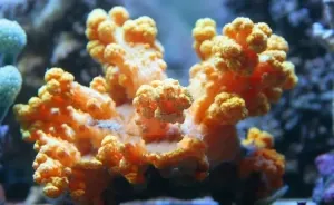 Bush Coral Orange (Scleronephthya spp)