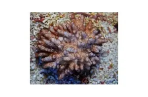 Finger Coral Cauliflower (Cladiella spp)