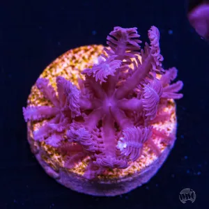 WWC Waving Hand Anthelia Coral